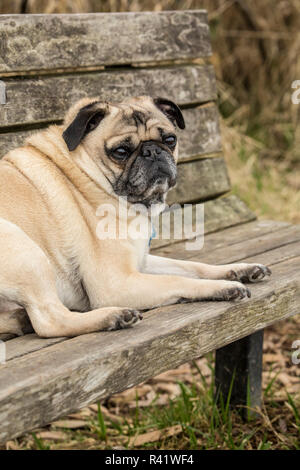 Redmond, Washington State, USA. Fawn-colored Pug, Buddy, resting on a wooden park bench in Marymoor Park. (PR) Stock Photo