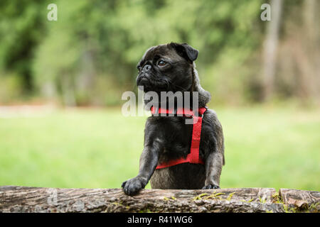 Issaquah, Washington State, USA. Pug with front paws resting on a fallen tree. (PR) Stock Photo