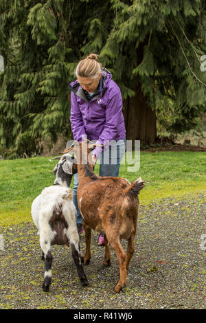 Issaquah, Washington State, USA. Woman feeding treats to her adult doe mixed breed Nubian and Boer goats. (MR,PR) Stock Photo