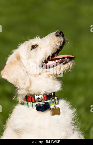 Issaquah, Washington State, USA. Nine month old Goldendoodle terrier mix puppy panting after a lot of playtime. (PR) Stock Photo