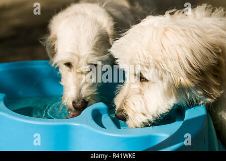 Issaquah, Washington State, USA. Five month old Goldendoodle and nine month old Goldendoodle terrier mix drinking outside after active playtime. (PR) Stock Photo