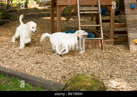 Issaquah, Washington State, USA. Five month old Goldendoodle and nine month old Goldendoodle terrier mix running together around a playset. (PR) Stock Photo