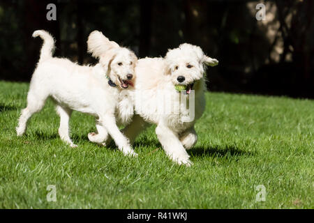 Issaquah, Washington State, USA. Five month old Goldendoodle and nine month old Goldendoodle terrier mix running together. (PR) Stock Photo