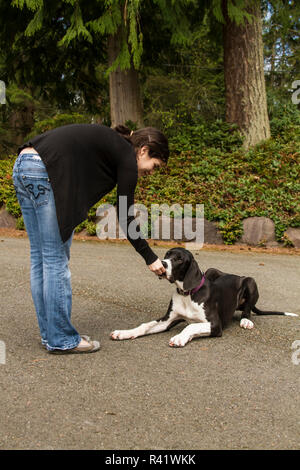Issaquah, Washington State, USA. Six month old Great Dane puppy being rewarded with a treat for performing a 'down' command. (PR,MR) Stock Photo