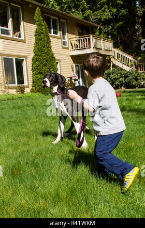 Issaquah, Washington State, USA. Three year old boy having a tug-of-war as he attempts to take his six month old Great Dane puppy for a walk. (MR,PR) Stock Photo