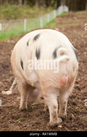 Carnation, Washington State, USA. Rear view of Gloucestershire pig with a curly tail. (PR) Stock Photo