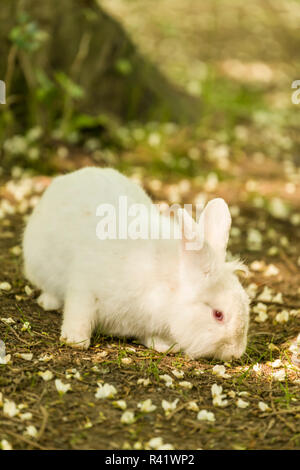 Issaquah, Washington State, USA. Bunny enjoying free ranging on spring grass. Stock Photo