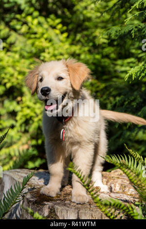 Issaquah, Washington State, USA. Golden Retriever puppy standing on a tree stump. (PR) Stock Photo