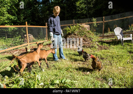 Issaquah, Washington State, USA. Woman and her 11 week old Oberhasli goats and Barred Plymouth Rock and Rhode Island Red chickens. (MR,PR) Stock Photo