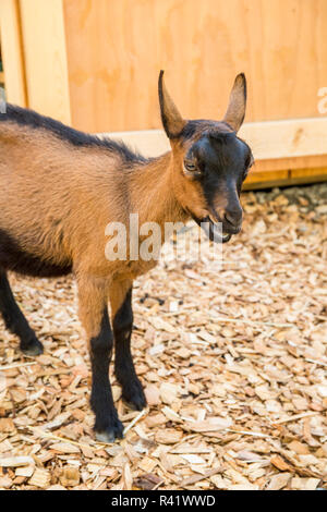 Issaquah, Washington State, USA. 11 week old Oberhasli goat standing near its barn. (PR) Stock Photo