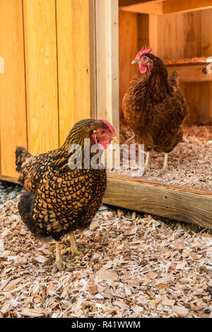Issaquah, Washington State, USA. Golden Laced Wyandotte and Rhode Island Red hens in front of a barn. (PR) Stock Photo