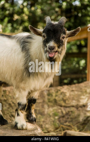 Issaquah, Washington State, USA. African Pygmy goat calling. Stock Photo