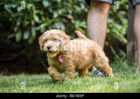 Issaquah, Washington State, USA. Eight week old Goldendoodle puppy playing on the lawn beside her owner. (PR,MR) Stock Photo
