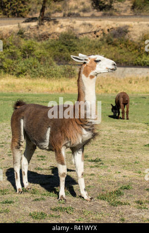 Leavenworth, Washington State, USA. Alpacas feeding in the pasture at the Purple Crayon Ranch. (PR) Stock Photo