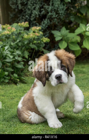 Renton, Washington State, USA. Portrait of a three month old Saint Bernard puppy in his yard. (PR) Stock Photo