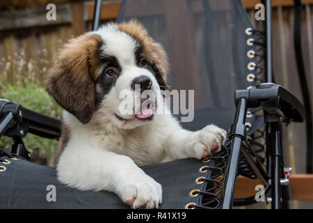 Renton, Washington State, USA. Portrait of a three month old Saint Bernard puppy looking very comfortable resting in a lawn chair. (PR) Stock Photo