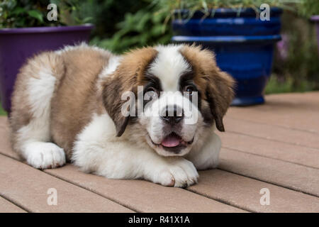 Renton, Washington State, USA. Three month old Saint Bernard puppy with a playful, happy look, ready for more play. (PR) Stock Photo