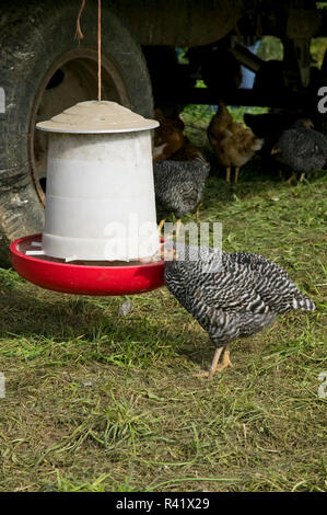 Fall City Washington Usa Barred Plymouth Rock Chickens Eating