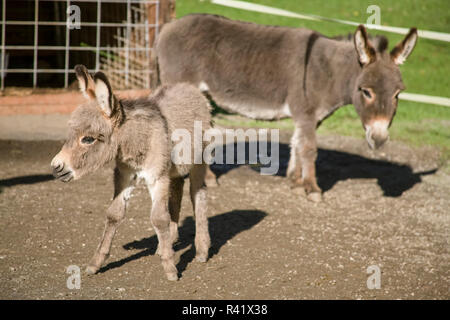 Fall City, Washington State, USA. Mother and foal Mediterranean miniature donkey. (PR) Stock Photo