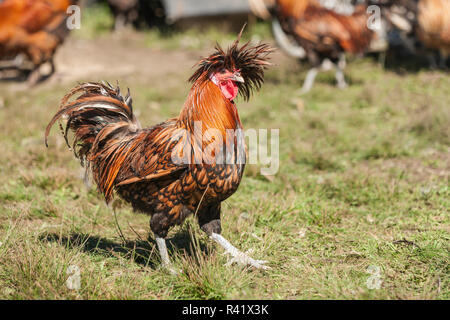 Carnation, Washington State, USA. Golden Laced Polish rooster strutting across the lawn. (PR) Stock Photo