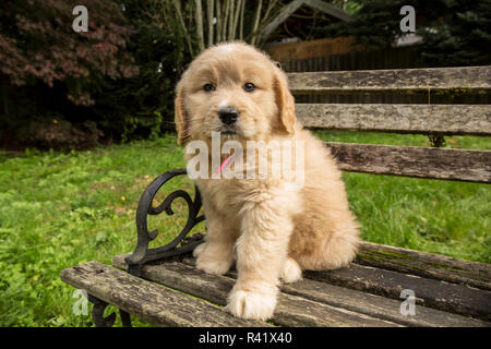 Issaquah, Washington State, USA. Cute seven week Goldendoodle puppy sitting on a rustic wooden bench. (PR) Stock Photo