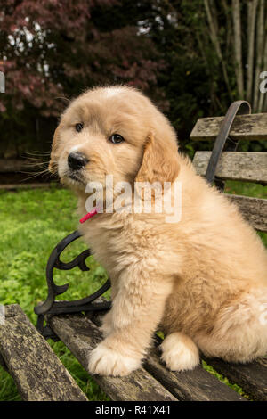 Issaquah, Washington State, USA. Cute seven week Goldendoodle puppy sitting on a rustic wooden bench. (PR) Stock Photo