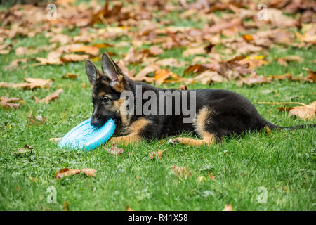 Issaquah, Washington State, USA. Three month old German Shepherd chewing on a frisbee. (PR) Stock Photo