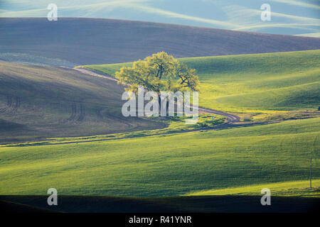 USA, Washington State, Palouse, Lone Tree in Wheat Field Stock Photo