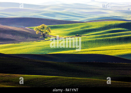 USA, Washington State, Palouse, Lone Tree in Wheat Field Stock Photo