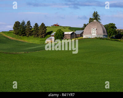 USA, Washington State, Palouse Country, Pullman, Old Round Barn in Wheat Field Stock Photo