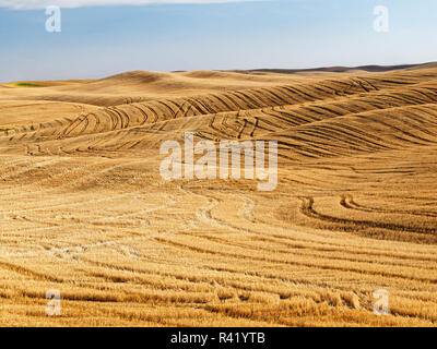Pattern in harvested wheat fields Stock Photo