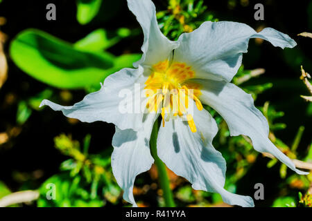 White Avalanche Lily Erythronium Montanum wildflower. Mount Rainier National Park, Paradise, Washington State, USA Stock Photo