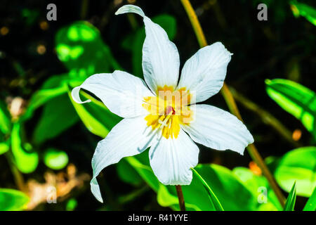Avalanche Lily, Erythronium montanum, wildflower. Mount Rainier National Park, Paradise, Washington State, USA Stock Photo