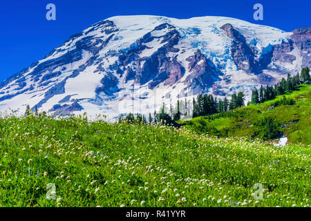 American Bistort wildflowers. Mount Rainier, Paradise, Mount Rainier National Park, Washington State, USA Stock Photo