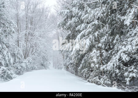 USA, West Virginia, Blackwater Falls State Park. Forest and pathway in winter. Credit as: Jay O'Brien / Jaynes Gallery / DanitaDelimont.com Stock Photo