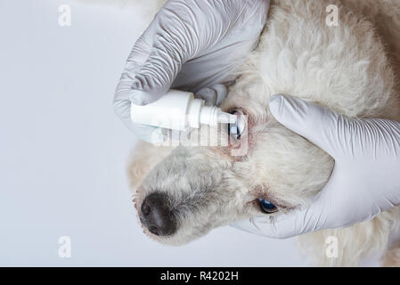 Putting eye drops in dog by vet doc on white background Stock Photo