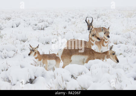 Pronghorn Antelope herd in winter storm Stock Photo