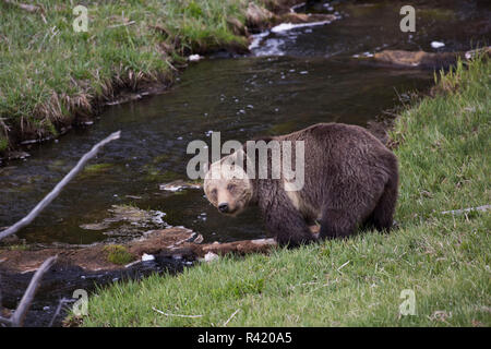 USA, Wyoming, Yellowstone National Park. Grizzly bear pauses while drinking from stream. Credit as: Don Grall / Jaynes Gallery / DanitaDelimont. com Stock Photo