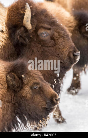 Yellowstone National Park - Bison Cow and calf run through the sage in ...