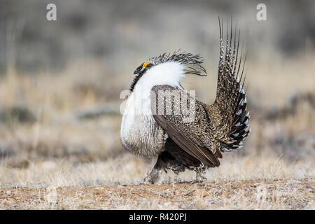 USA, Wyoming, Sublette County. Male Greater Sage Grouse struts on a lek in Spring. Stock Photo