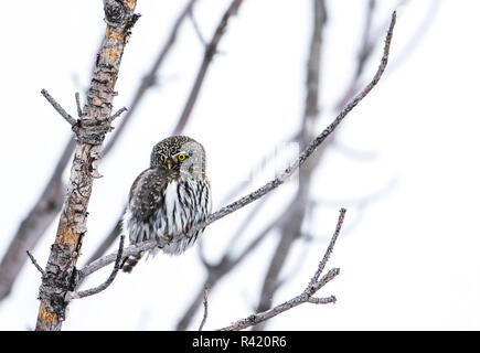 USA, Wyoming, Sublette County. Pinedale, a Northern Pygmy-Owl hunting from a dead evergreen tree. Stock Photo