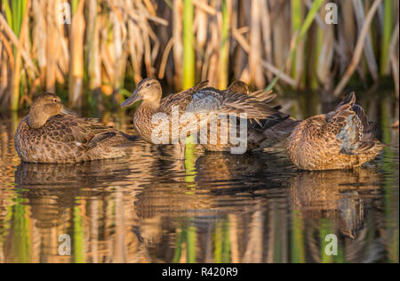 USA, Wyoming, Sublette County. Pinedale, Group of young Cinnamon Teal preen and stretch in the morning light. Stock Photo