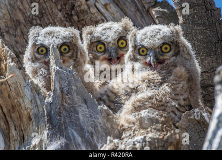 USA, Wyoming, Sublette County. Pinedale, three Great Horned owl chicks look out from their nest tree in a cottonwood snag. Stock Photo