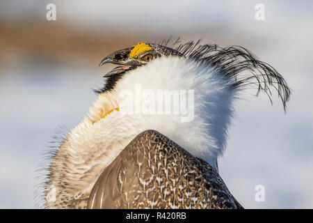 USA, Wyoming, Sublette County. Portrait of a male Greater Sage Grouse displaying on a lek in Spring. Stock Photo