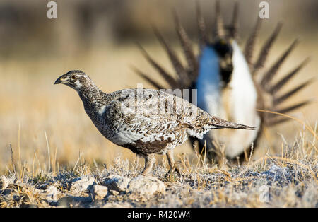 USA, Wyoming, Sublette County. Greater Sage Grouse Hen walks by a strutting male on a lek in springtime. Stock Photo