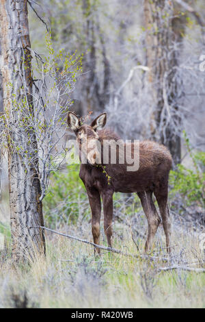 USA, Wyoming, Sublette County. Pinedale, yearling moose calf nibbles on a cottonwood tree. Stock Photo