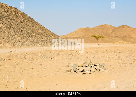 Lonely tree in the egyptian desert Stock Photo