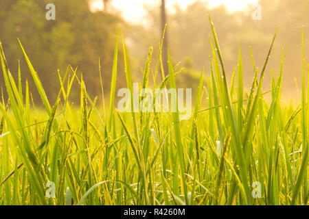 Sunlight morning dew on the field. Stock Photo