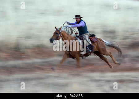 USA, Wyoming, Shell, The Hideout Ranch, Cowboy and Horse in Action (MR, PR) Stock Photo