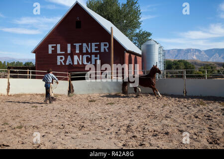 Usa, Wyoming, Shell, The Hideout Ranch, Cowboy Lassoing Horse in Corral (MR, PR) Stock Photo